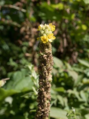 Laboratoire d'expertise et de diagnostic en phytoprotection - MAPAQ