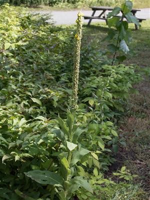 Laboratoire d'expertise et de diagnostic en phytoprotection - MAPAQ