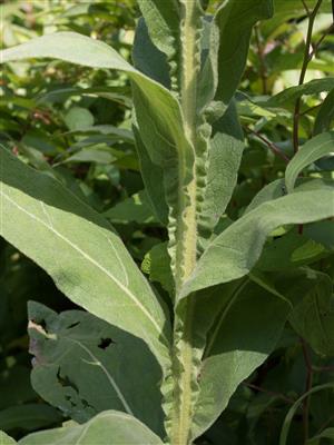 Laboratoire d'expertise et de diagnostic en phytoprotection - MAPAQ