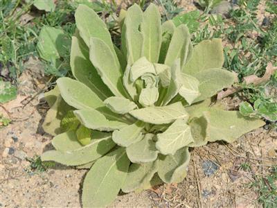 Laboratoire d'expertise et de diagnostic en phytoprotection - MAPAQ