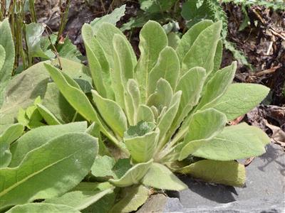 Laboratoire d'expertise et de diagnostic en phytoprotection - MAPAQ