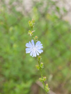Laboratoire d'expertise et de diagnostic en phytoprotection - MAPAQ