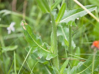 Laboratoire d'expertise et de diagnostic en phytoprotection - MAPAQ