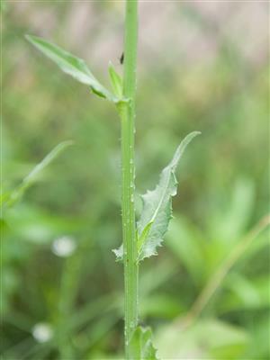 Laboratoire d'expertise et de diagnostic en phytoprotection - MAPAQ