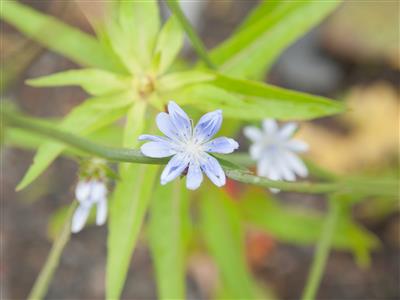 Laboratoire d'expertise et de diagnostic en phytoprotection - MAPAQ