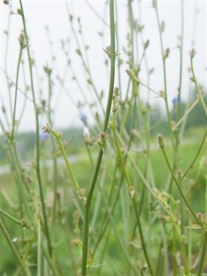Laboratoire d'expertise et de diagnostic en phytoprotection - MAPAQ