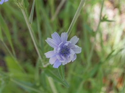 Laboratoire d'expertise et de diagnostic en phytoprotection - MAPAQ