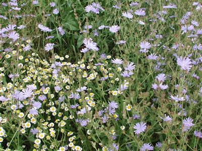 Laboratoire d'expertise et de diagnostic en phytoprotection - MAPAQ
