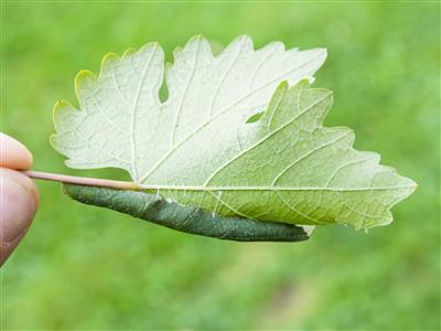 Laboratoire d'expertise et de diagnostic en phytoprotection - MAPAQ