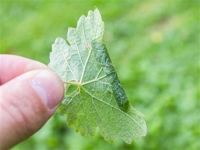 Laboratoire d'expertise et de diagnostic en phytoprotection - MAPAQ