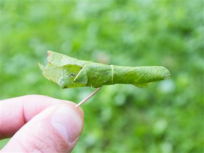 Laboratoire d'expertise et de diagnostic en phytoprotection - MAPAQ