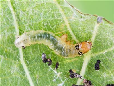 Laboratoire d'expertise et de diagnostic en phytoprotection - MAPAQ