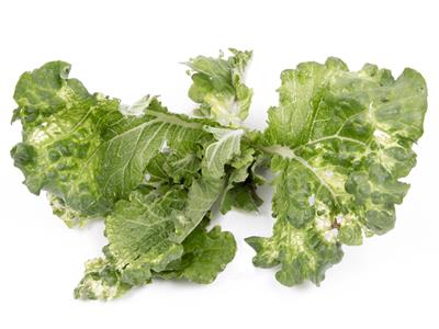 Laboratoire d'expertise et de diagnostic en phytoprotection - MAPAQ