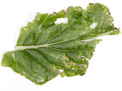 Laboratoire d'expertise et de diagnostic en phytoprotection - MAPAQ