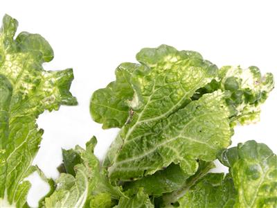 Laboratoire d'expertise et de diagnostic en phytoprotection - MAPAQ