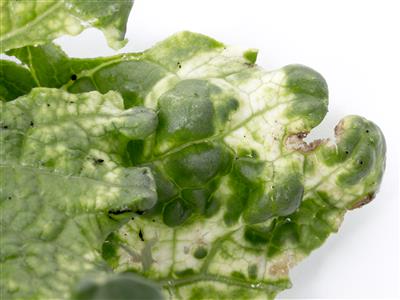 Laboratoire d'expertise et de diagnostic en phytoprotection - MAPAQ