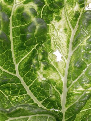 Laboratoire d'expertise et de diagnostic en phytoprotection - MAPAQ
