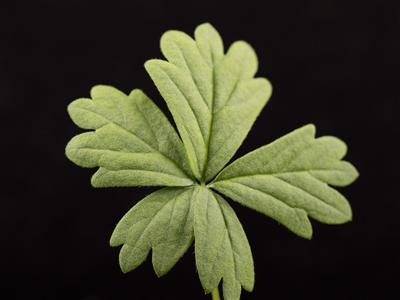 Laboratoire d'expertise et de diagnostic en phytoprotection - MAPAQ