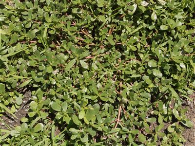 Laboratoire d'expertise et de diagnostic en phytoprotection - MAPAQ