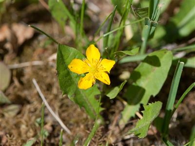 Laboratoire d'expertise et de diagnostic en phytoprotection - MAPAQ