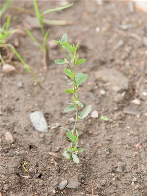 Laboratoire d'expertise et de diagnostic en phytoprotection - MAPAQ