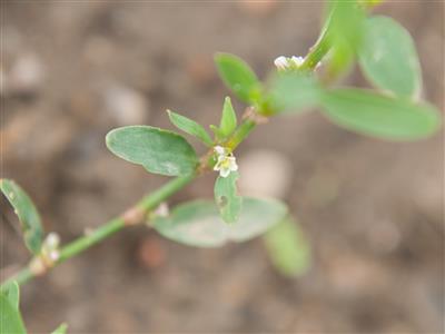 Laboratoire d'expertise et de diagnostic en phytoprotection - MAPAQ