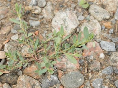 Laboratoire d'expertise et de diagnostic en phytoprotection - MAPAQ