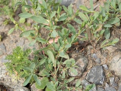 Laboratoire d'expertise et de diagnostic en phytoprotection - MAPAQ