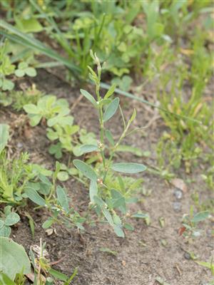Laboratoire d'expertise et de diagnostic en phytoprotection - MAPAQ