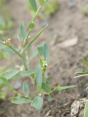 Laboratoire d'expertise et de diagnostic en phytoprotection - MAPAQ