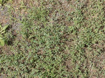 Laboratoire d'expertise et de diagnostic en phytoprotection - MAPAQ