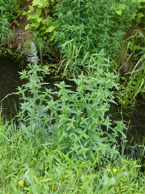Laboratoire d'expertise et de diagnostic en phytoprotection - MAPAQ