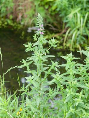 Laboratoire d'expertise et de diagnostic en phytoprotection - MAPAQ