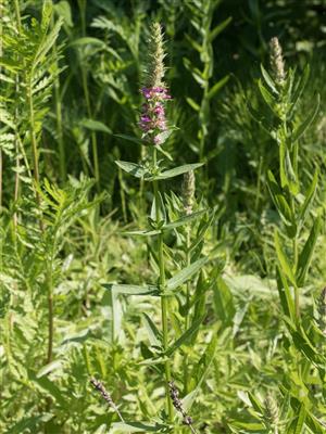 Laboratoire d'expertise et de diagnostic en phytoprotection - MAPAQ