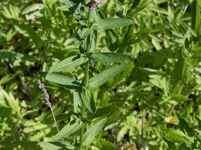 Laboratoire d'expertise et de diagnostic en phytoprotection - MAPAQ