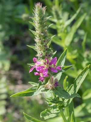 Laboratoire d'expertise et de diagnostic en phytoprotection - MAPAQ