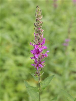 Laboratoire d'expertise et de diagnostic en phytoprotection - MAPAQ