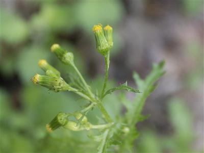 Laboratoire d'expertise et de diagnostic en phytoprotection - MAPAQ