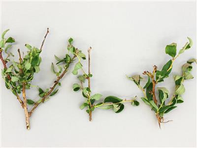 Laboratoire d'expertise et de diagnostic en phytoprotection - MAPAQ
