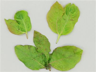Laboratoire d'expertise et de diagnostic en phytoprotection - MAPAQ