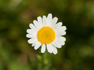 IRIIS phytoprotection - Fiche technique, Marguerite blanche - Oxeye daisy