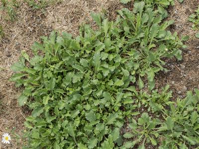 Laboratoire d'expertise et de diagnostic en phytoprotection - MAPAQ