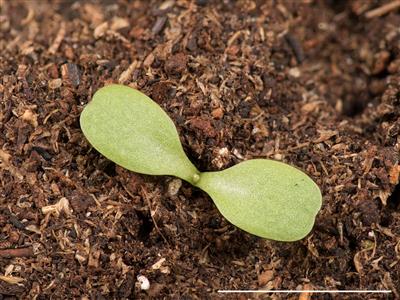 Laboratoire d'expertise et de diagnostic en phytoprotection - MAPAQ