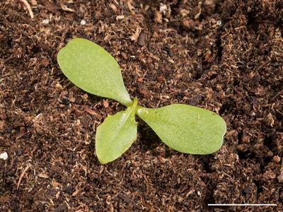 Laboratoire d'expertise et de diagnostic en phytoprotection - MAPAQ