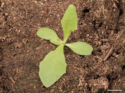 Laboratoire d'expertise et de diagnostic en phytoprotection - MAPAQ