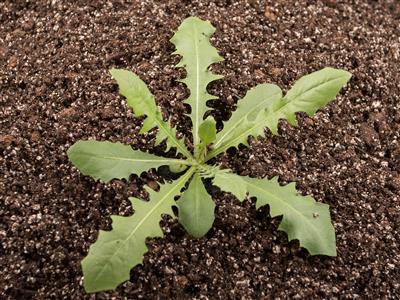 Laboratoire d'expertise et de diagnostic en phytoprotection - MAPAQ