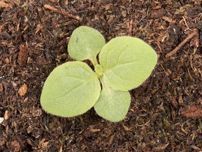 Laboratoire d'expertise et de diagnostic en phytoprotection - MAPAQ