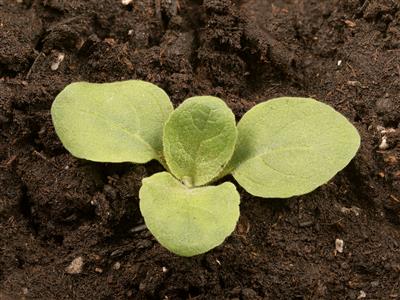 Laboratoire d'expertise et de diagnostic en phytoprotection - MAPAQ