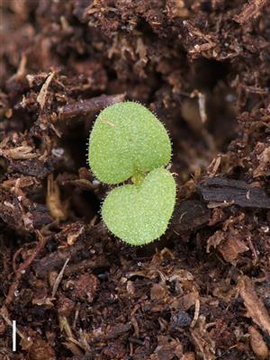Laboratoire d'expertise et de diagnostic en phytoprotection - MAPAQ
