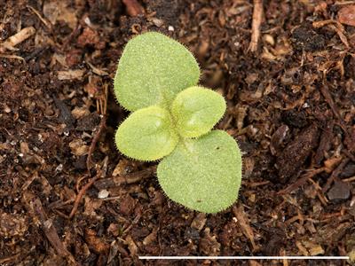Laboratoire d'expertise et de diagnostic en phytoprotection - MAPAQ